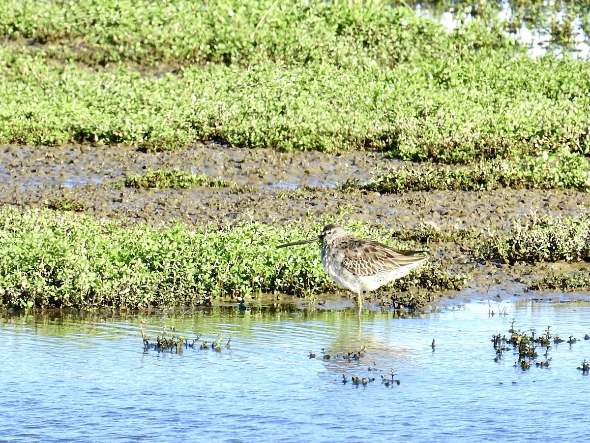 Long-billed Dowitcher - ML645482965