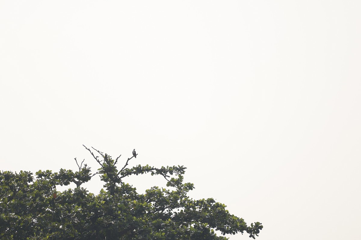 Браминский коршун - ML645482976