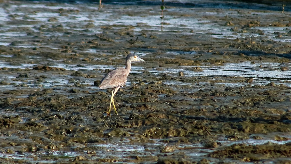 Крабовая кваква - ML645482978