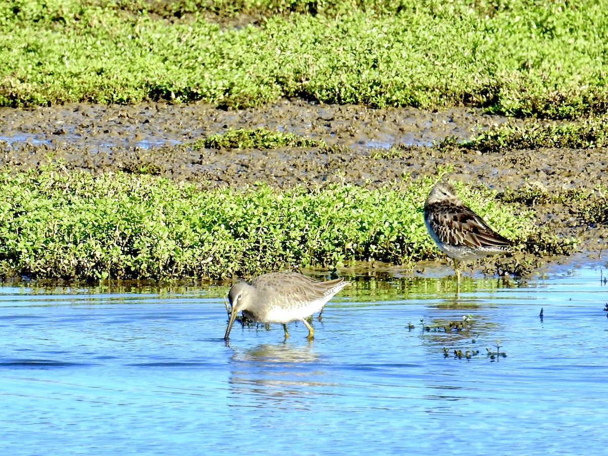 Американский бекасовидный веретенник - ML645482979