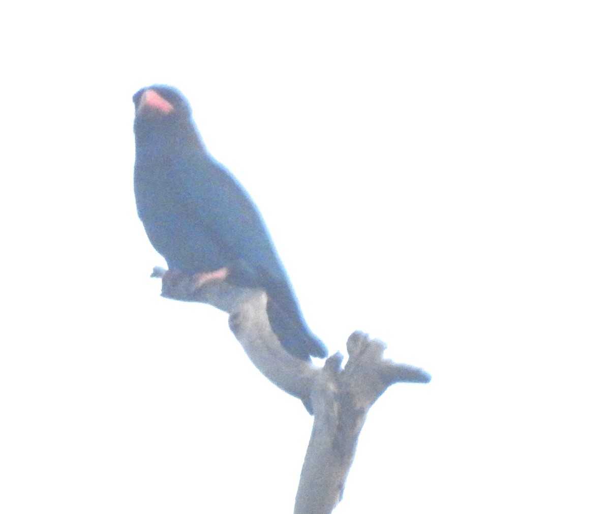 Восточный широкорот - ML645482980