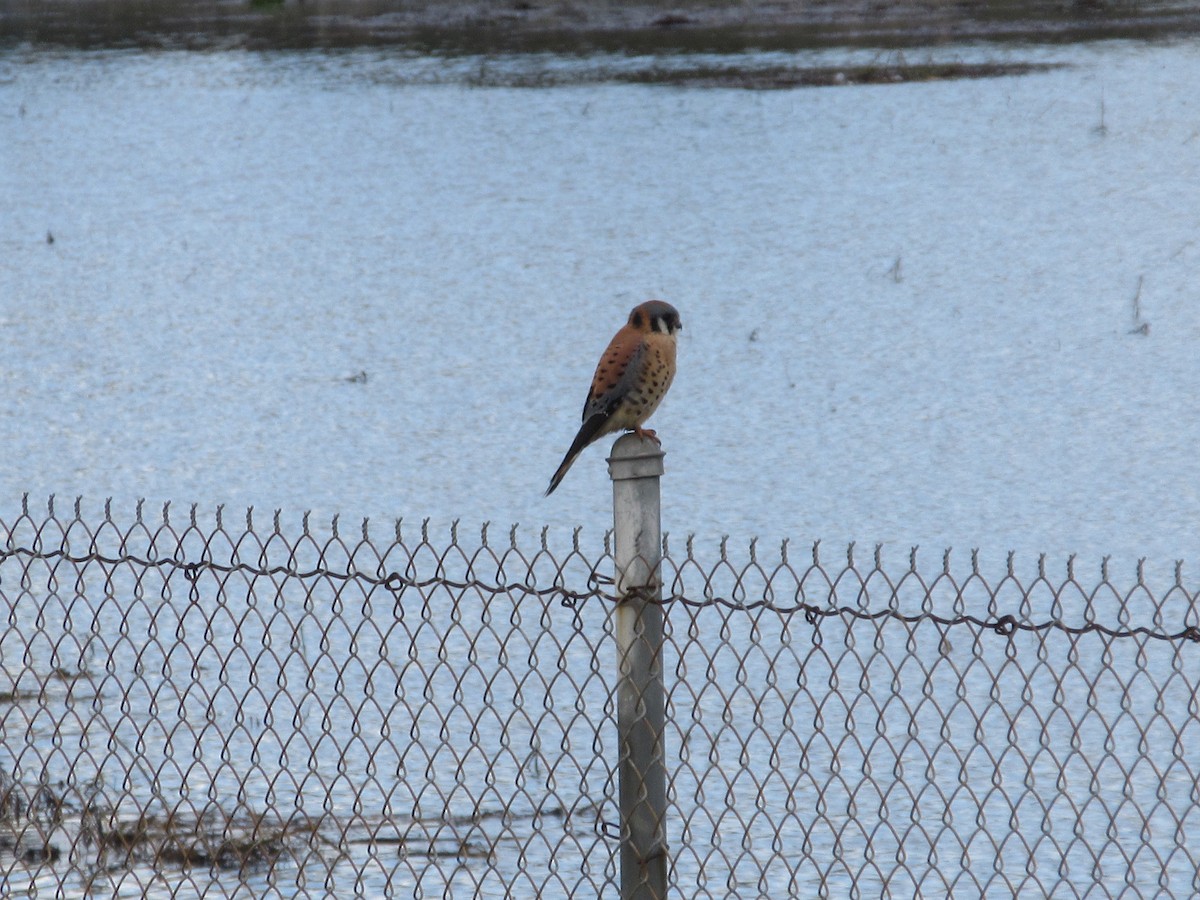 Воробьиная пустельга - ML645482985