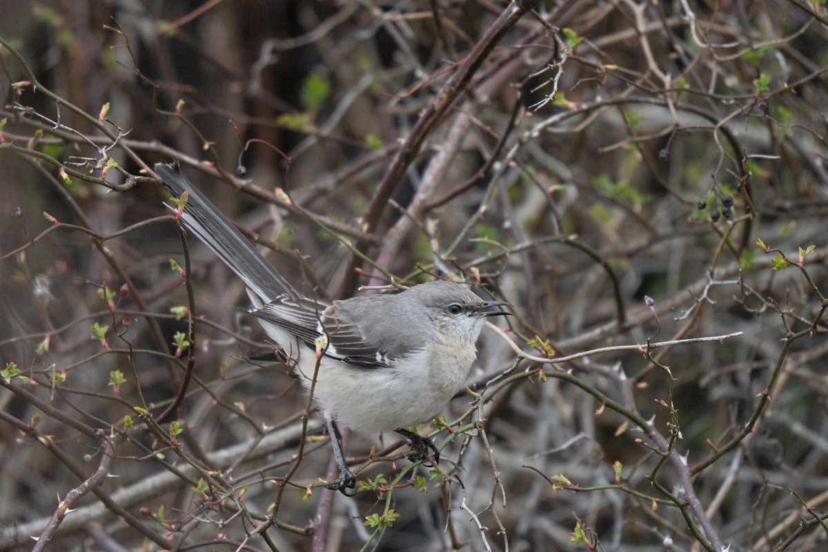 Многоголосый пересмешник - ML645482986