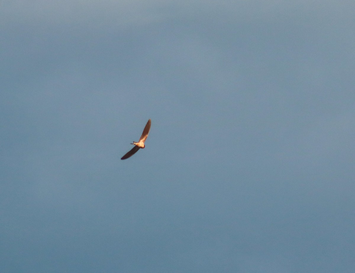 Деревенская ласточка - ML645482988