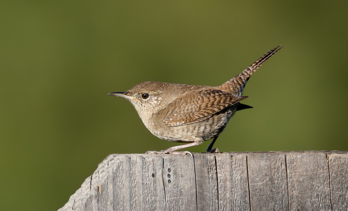 Northern House Wren - ML645482989