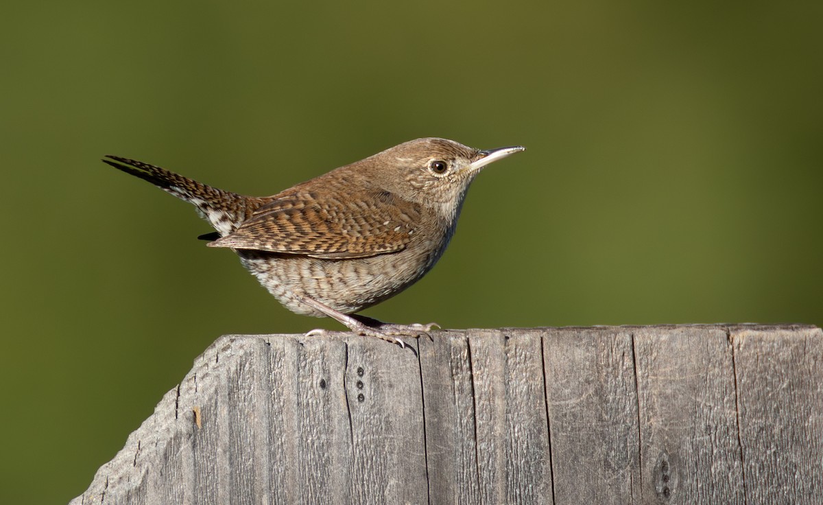 Northern House Wren - ML645482990