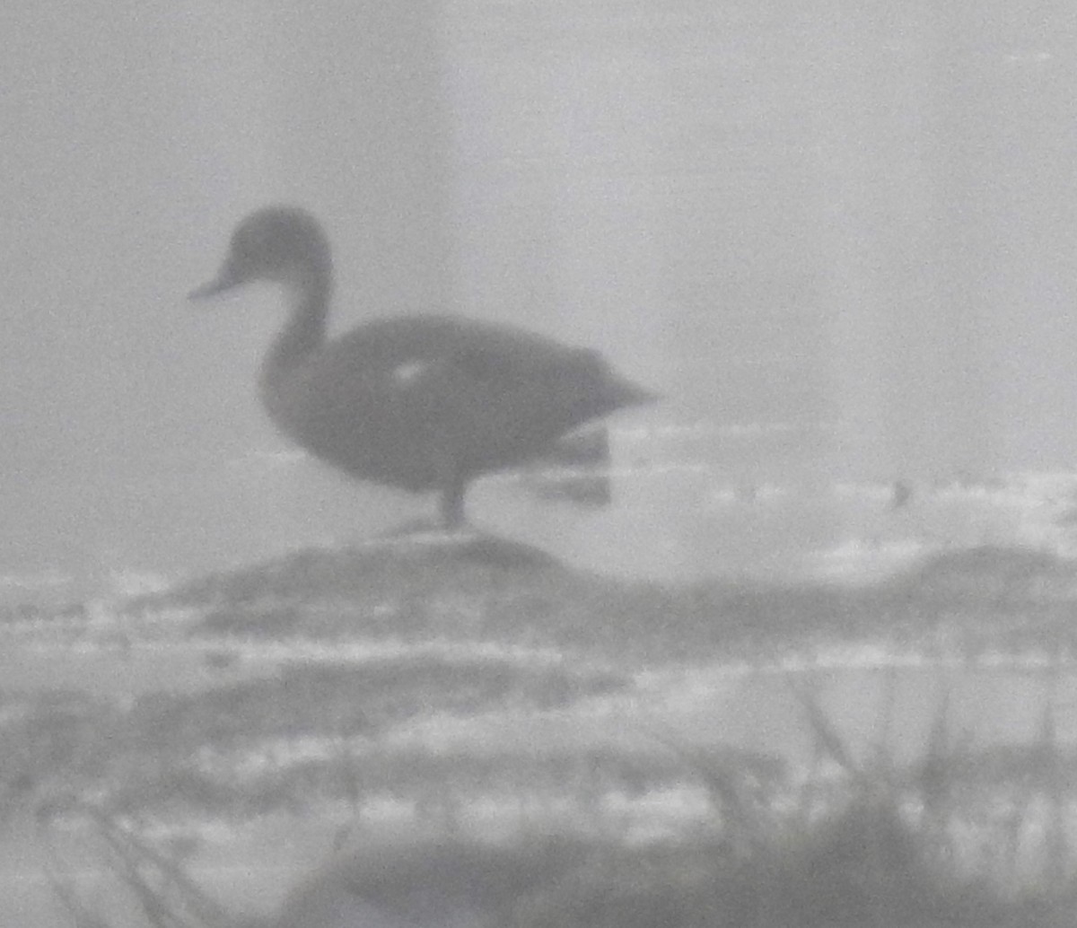 Адаманский чирок - ML645482992