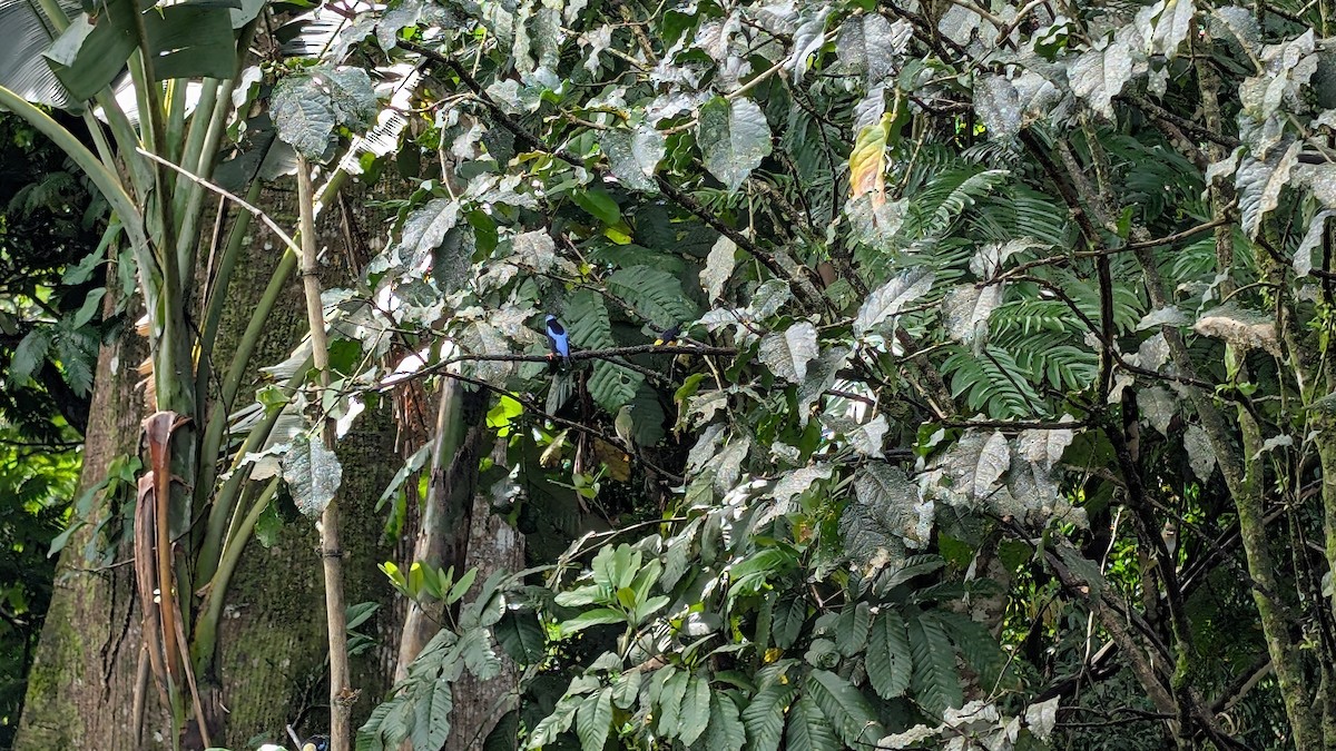 Красноногий саи - ML645482996