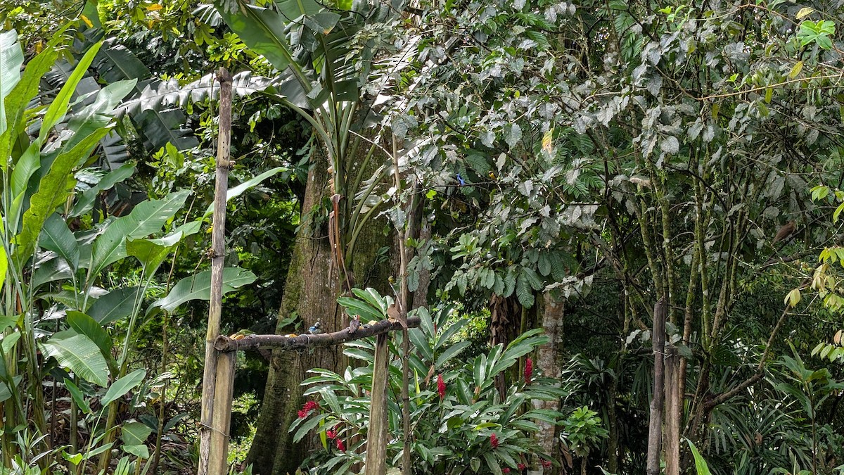 Красноногий саи - ML645482997