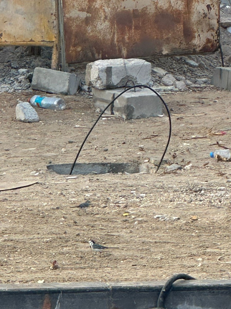 Белая трясогузка - ML645482998