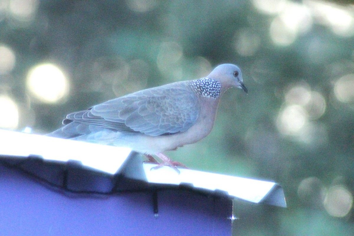 Китайская горлица - ML645482999