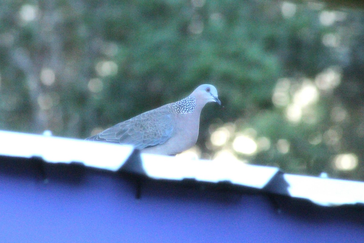 Китайская горлица - ML645483000