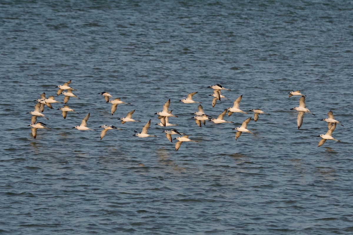 Рачья ржанка - ML645483001