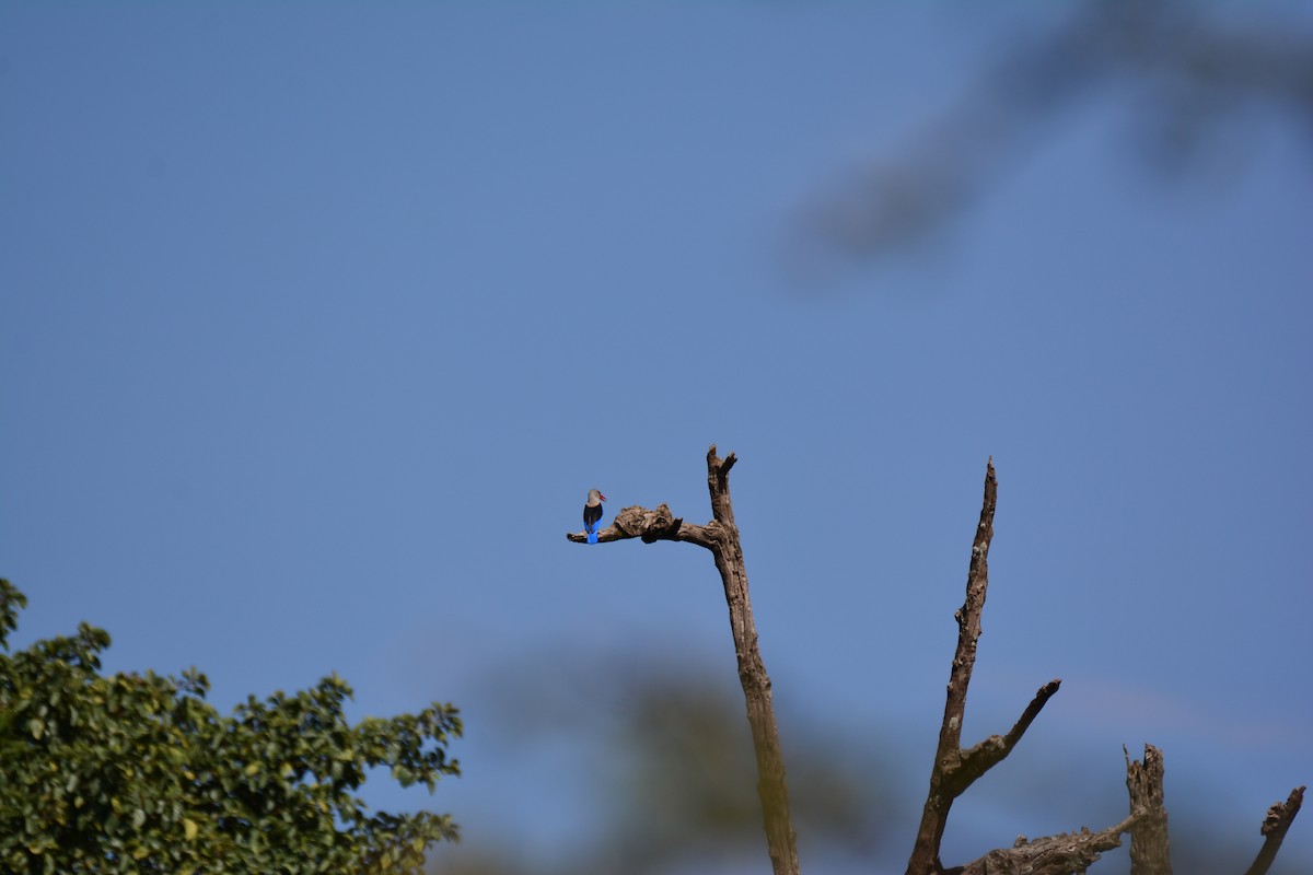 Сероголовый зимородок - ML645483002