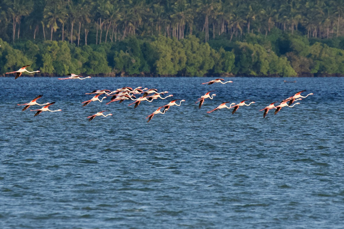 Розовый фламинго - ML645483005