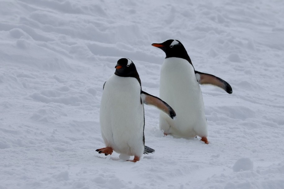 Ослиный пингвин - ML645483006