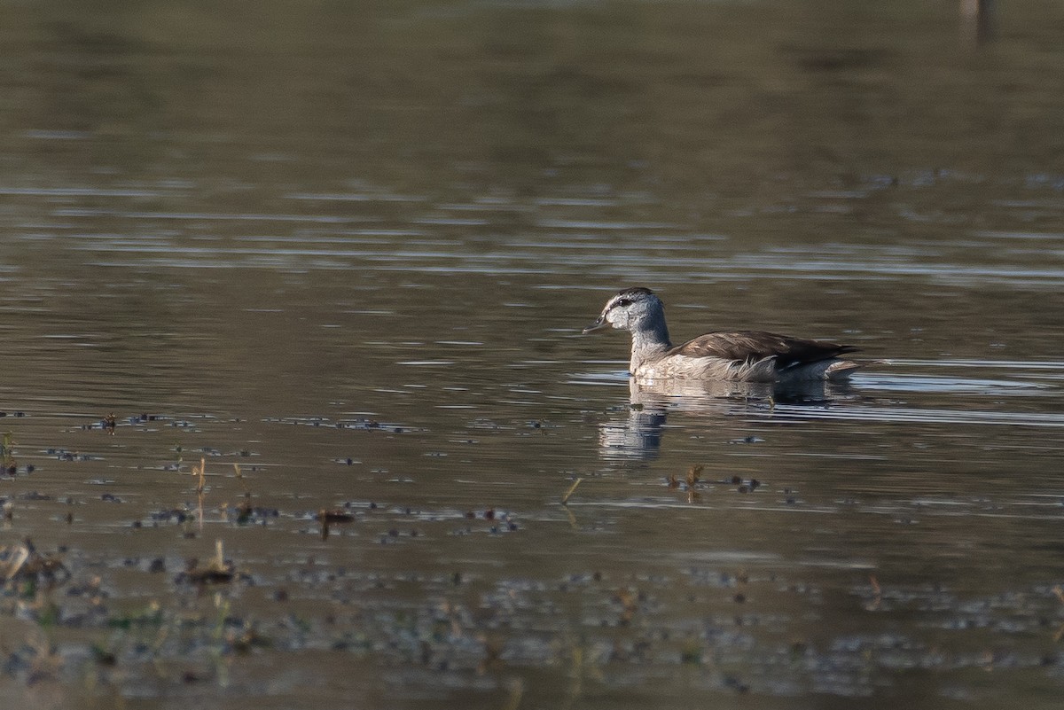 Cotton Pygmy-Goose - ML645483007
