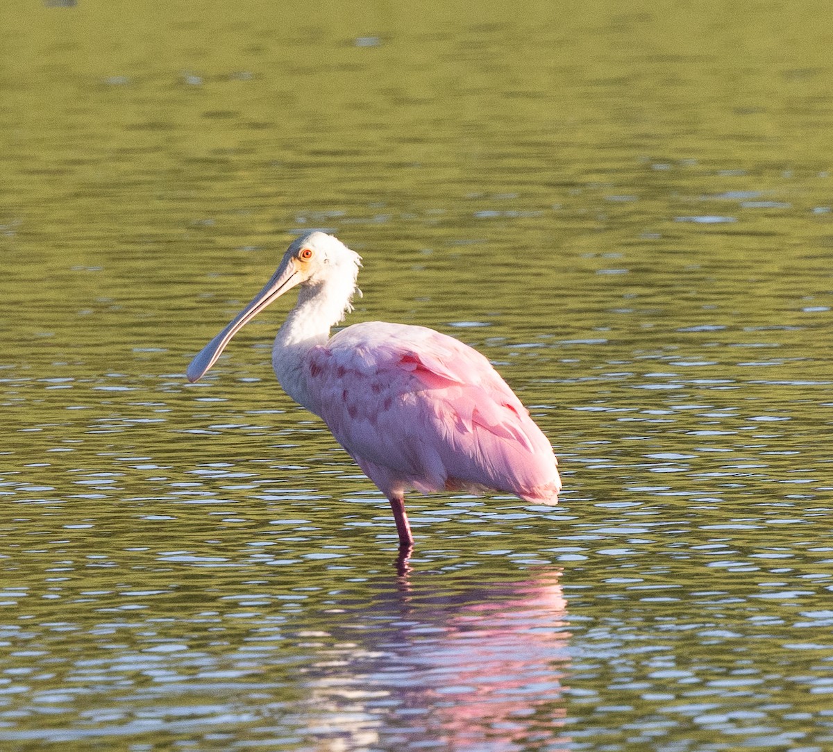 Розовая колпица - ML645483008