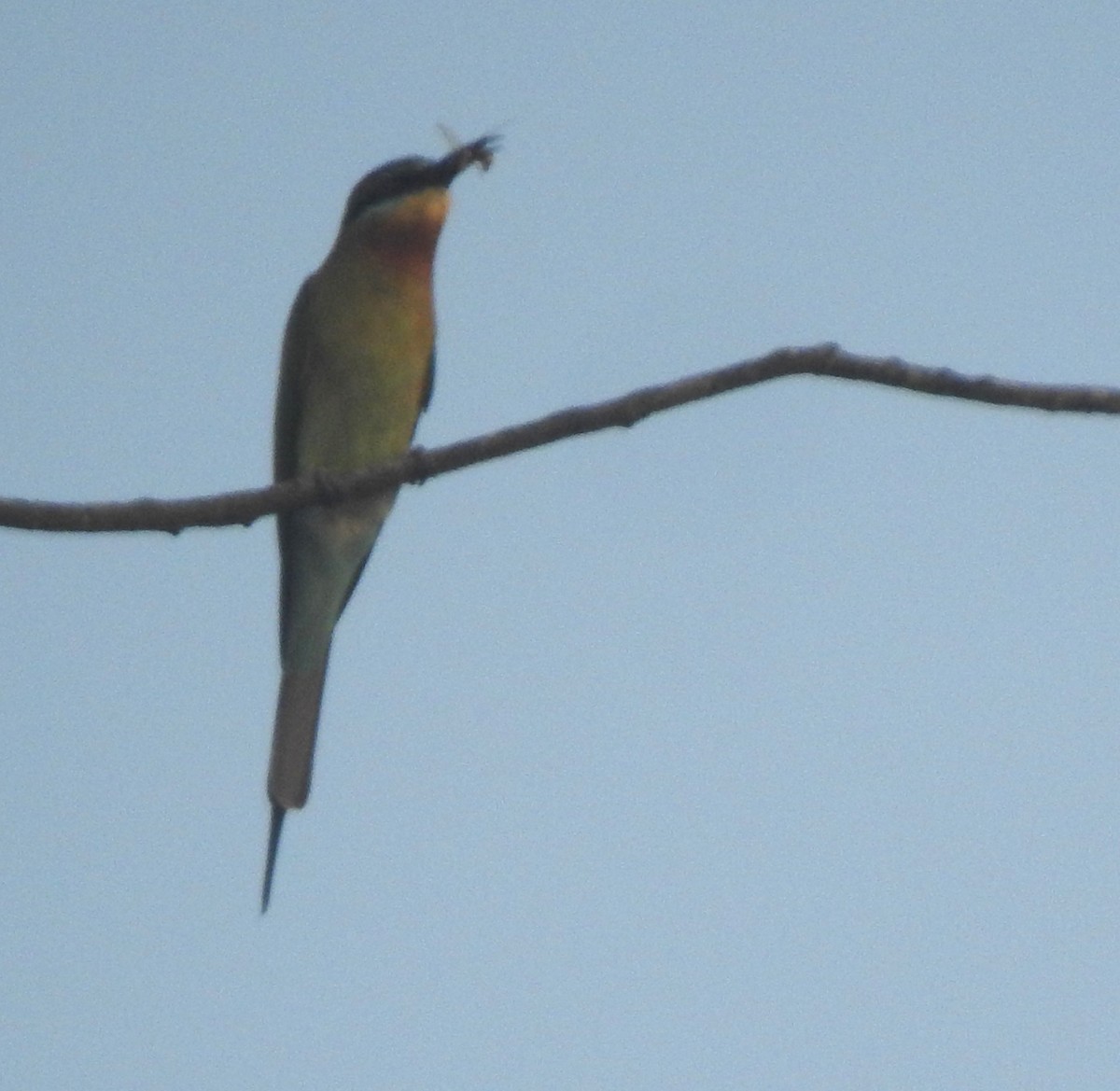 Синехвостая щурка - ML645483010