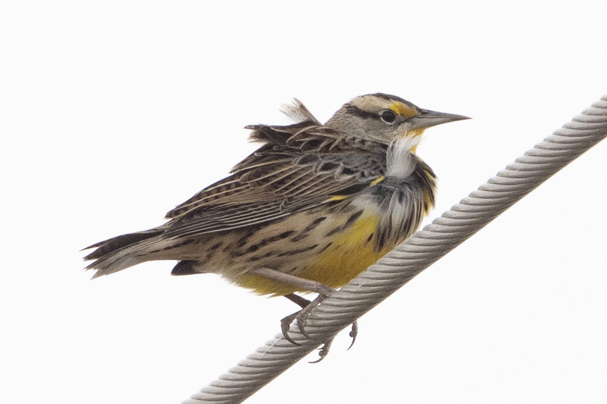 Большой луговой трупиал - ML645483011