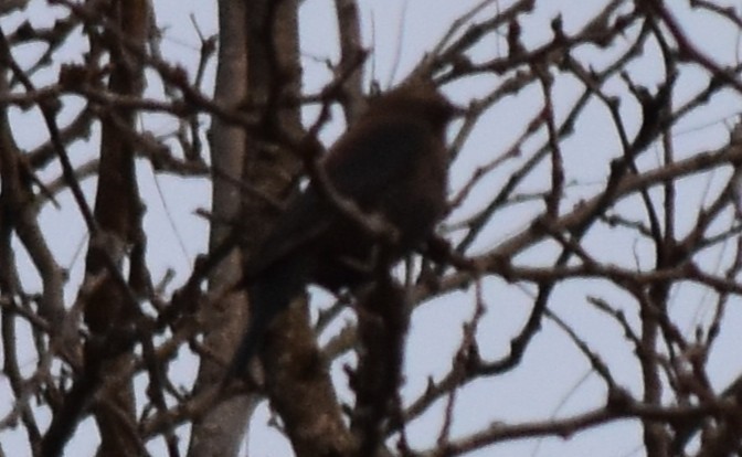 Ржавчатый трупиал - ML645483012