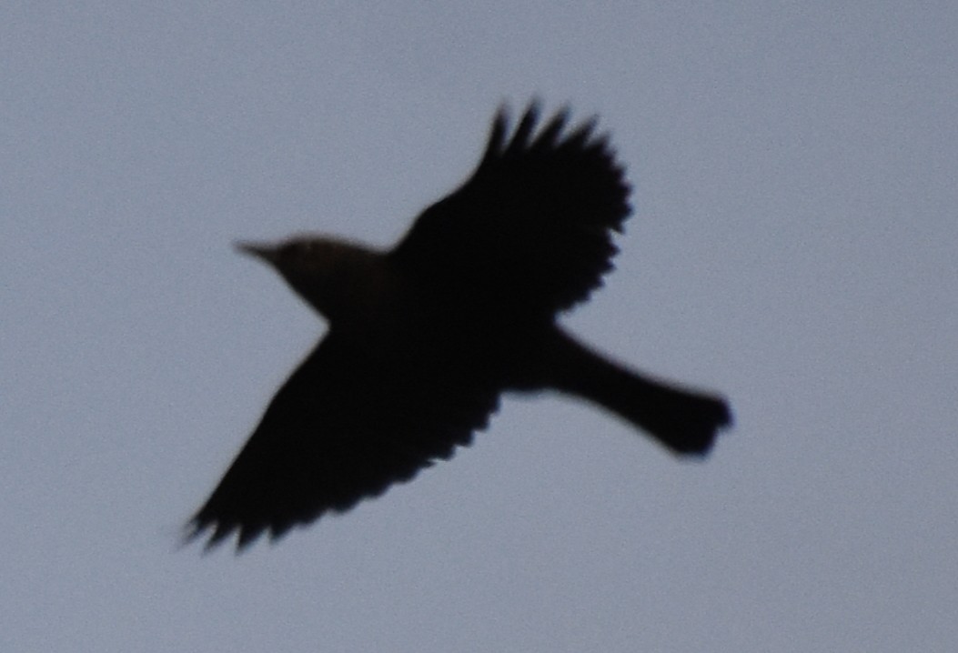 Ржавчатый трупиал - ML645483013