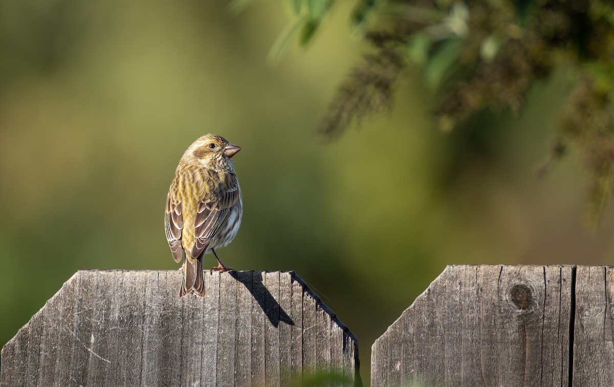 Purple Finch (Western) - ML645483029