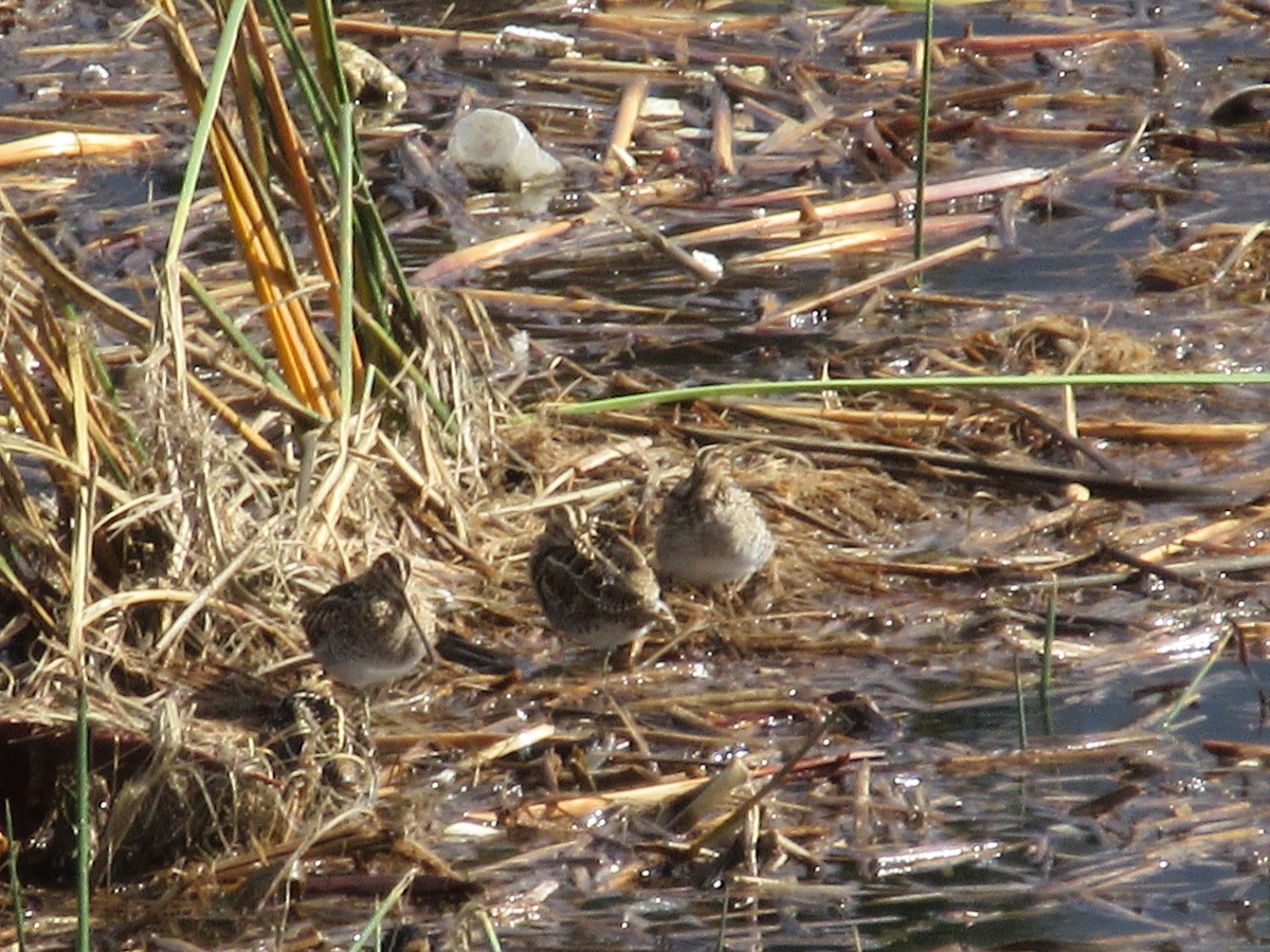 Wilson's Snipe - ML645483031