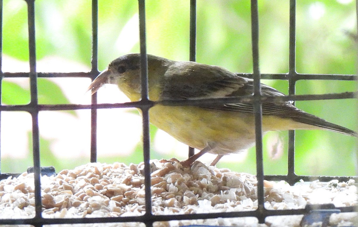 čížek mexický - ML645483038