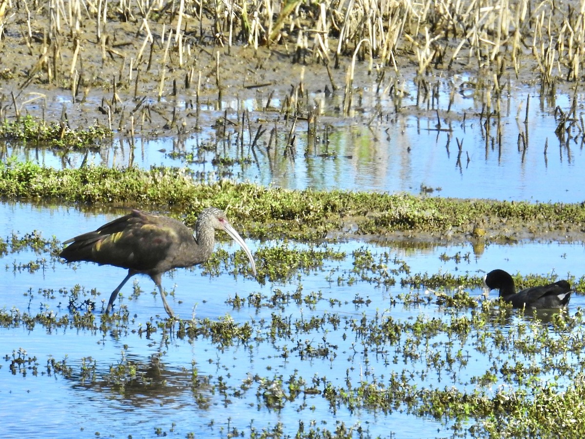 Beltzaran musuzuria - ML645483039