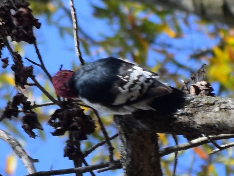 ズアカキツツキ - ML645483059