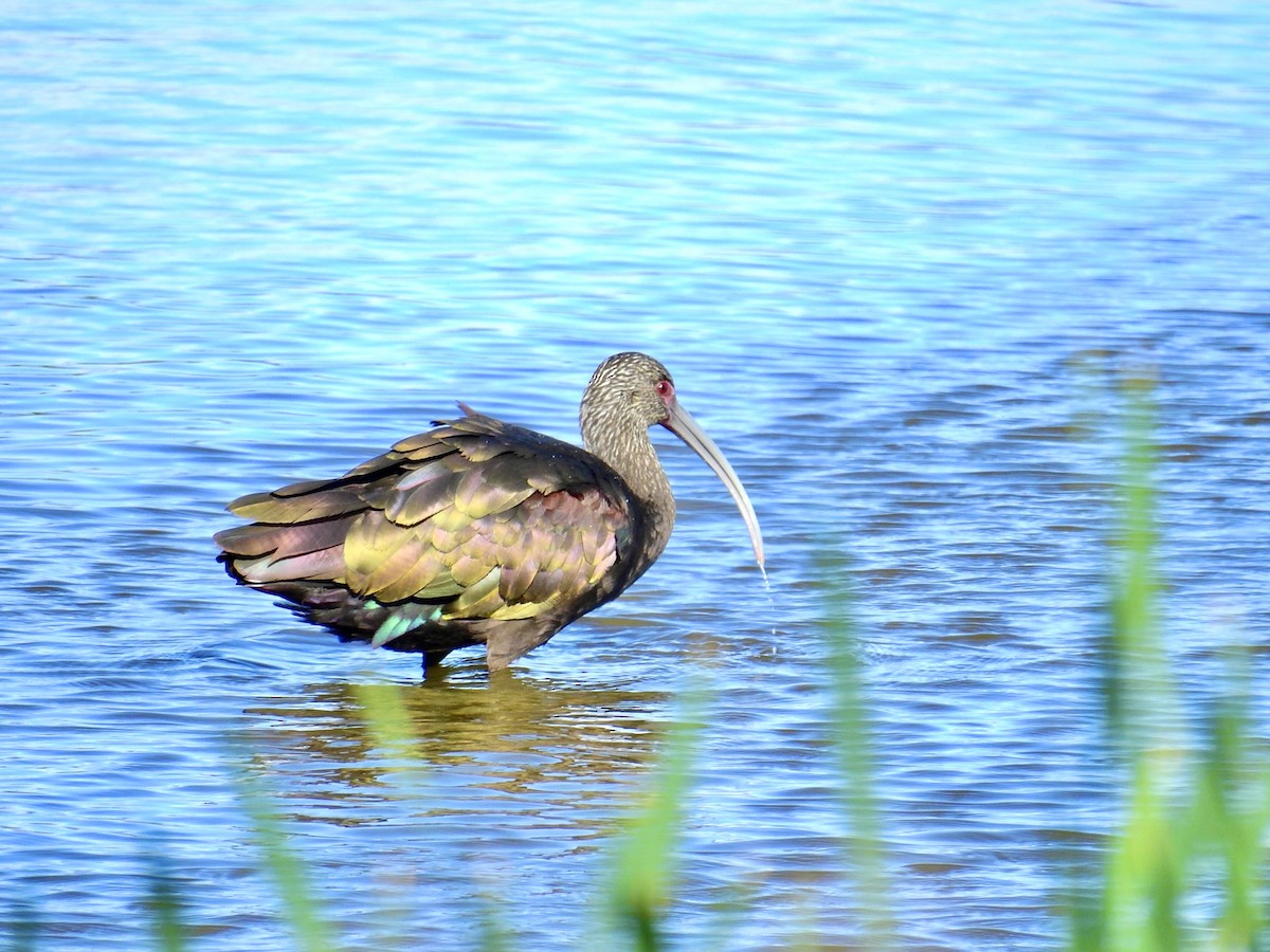 Beltzaran musuzuria - ML645483062