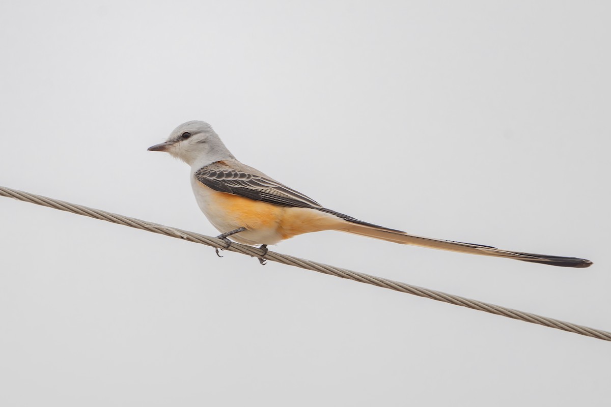Scissor-tailed Flycatcher - ML645483064
