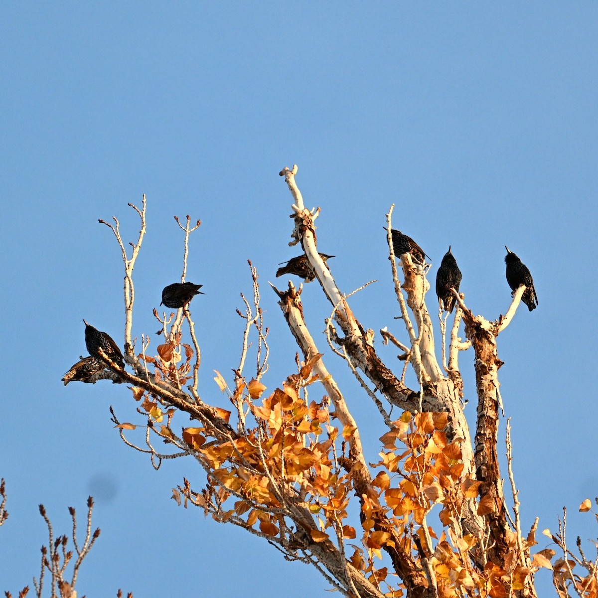 Estornino Pinto - ML645483071