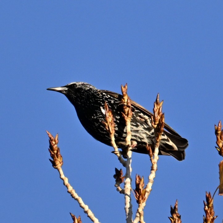 Estornino Pinto - ML645483075