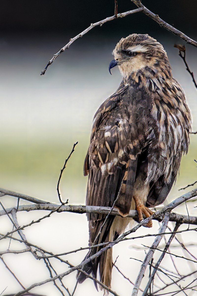 Snail Kite - ML645483087