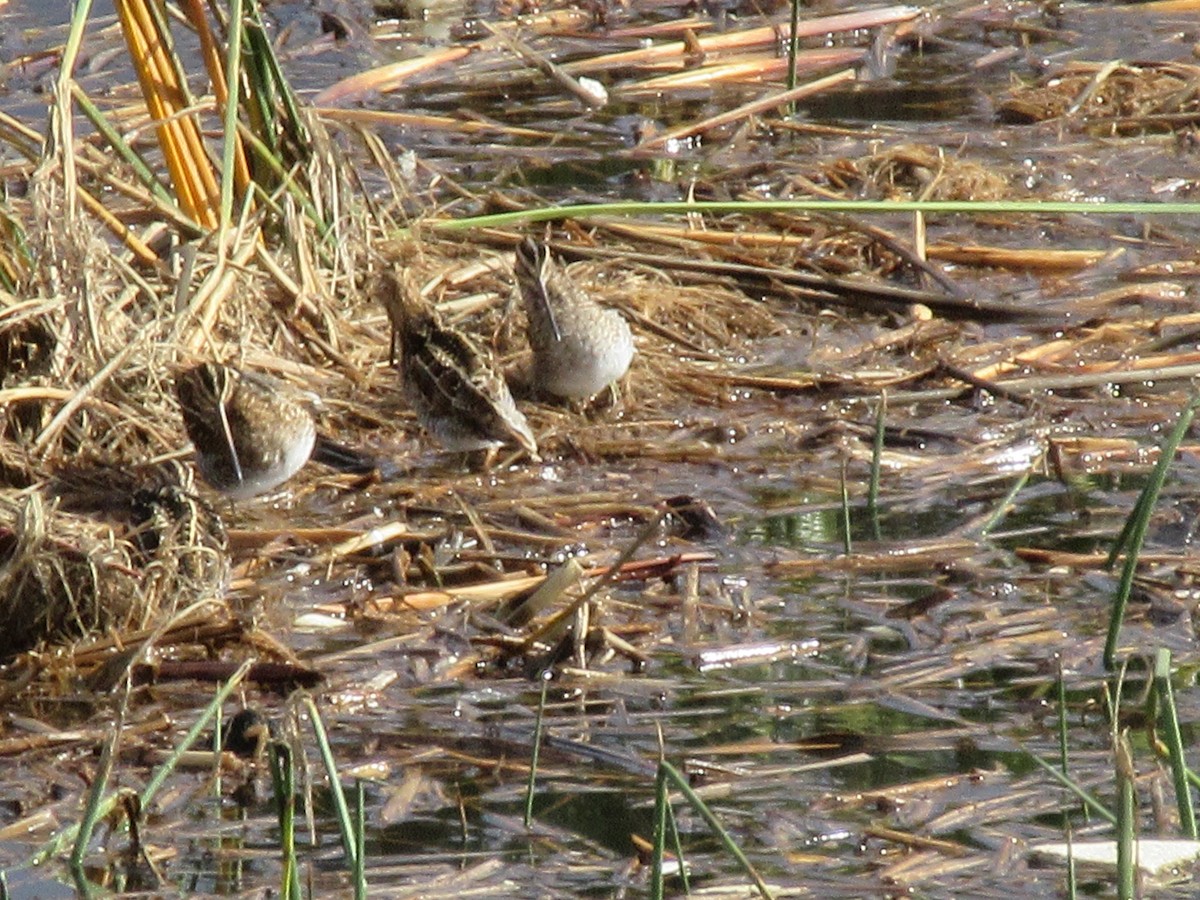 Wilson's Snipe - ML645483098