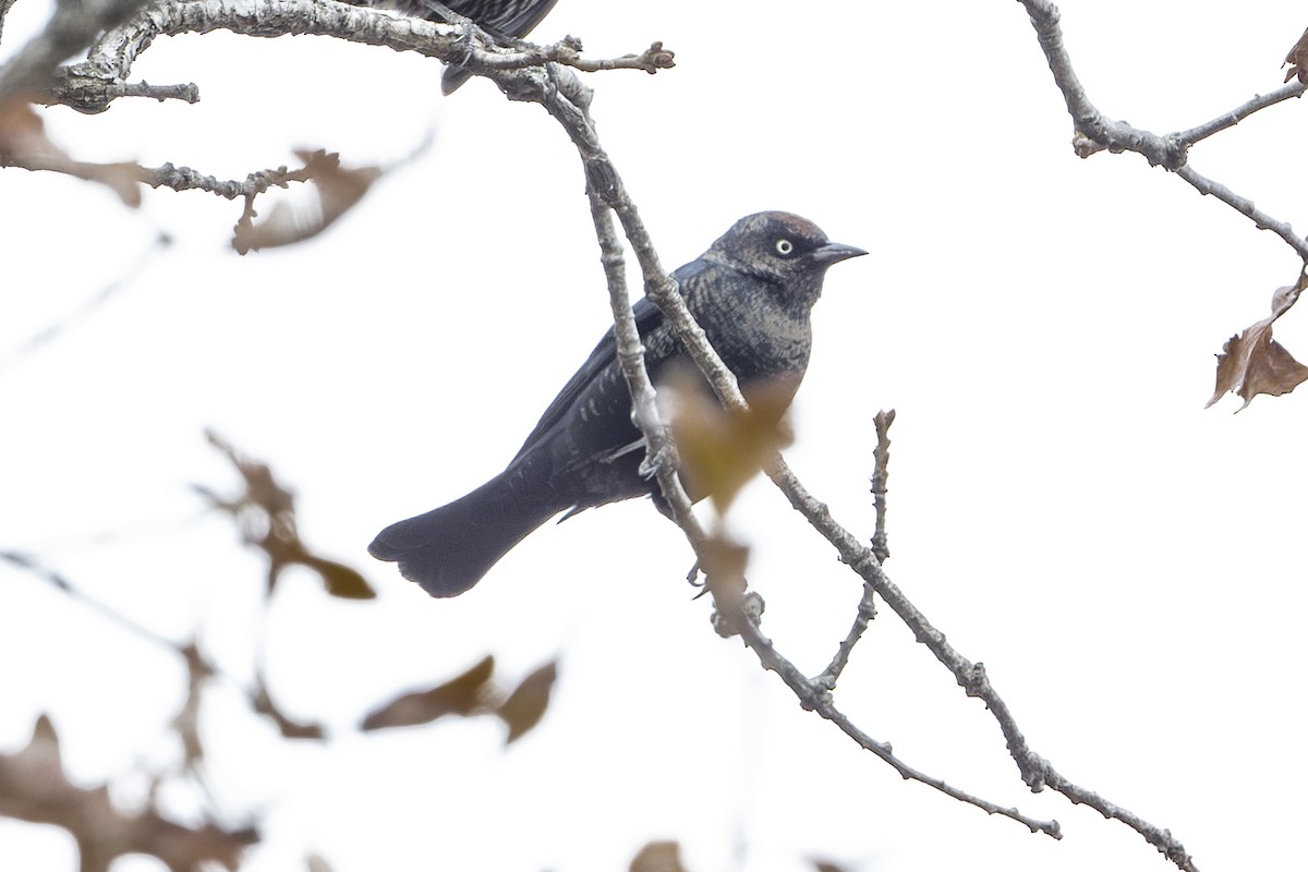 Rusty Blackbird - ML645483106