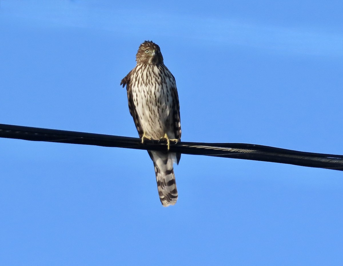 Cooper's Hawk - ML645483118