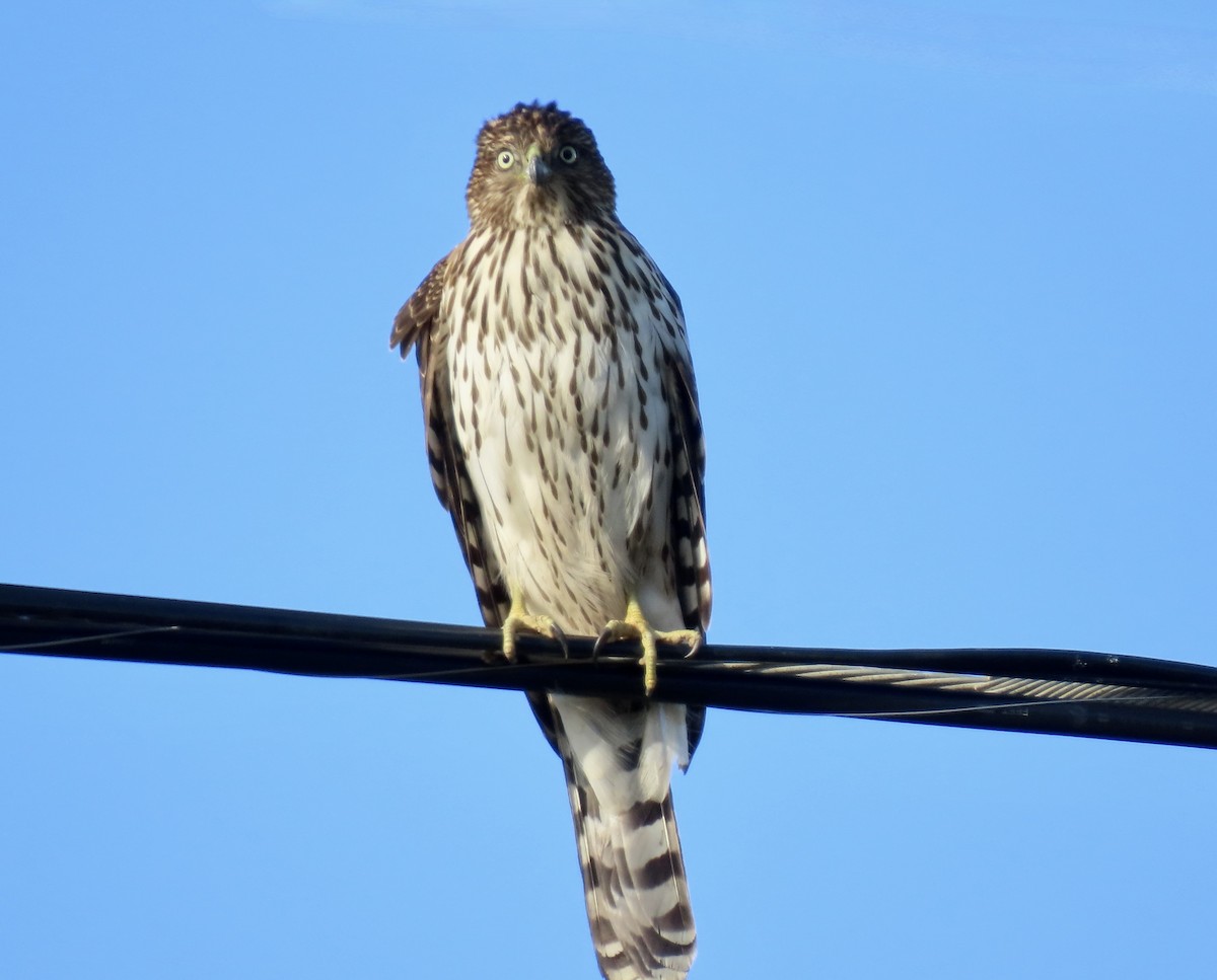Cooper's Hawk - ML645483120