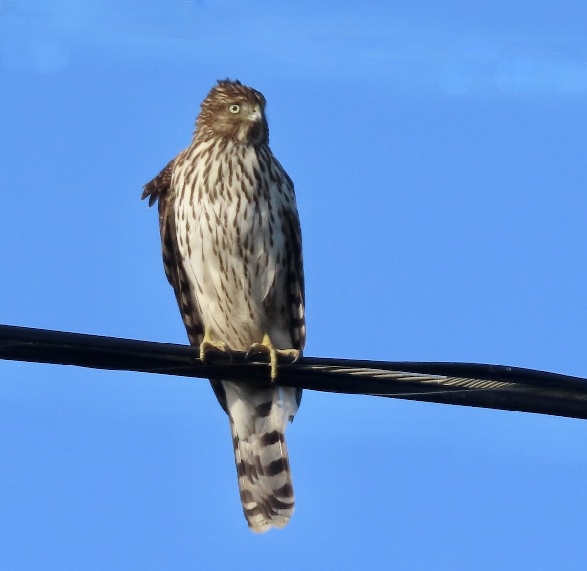 Cooper's Hawk - ML645483123