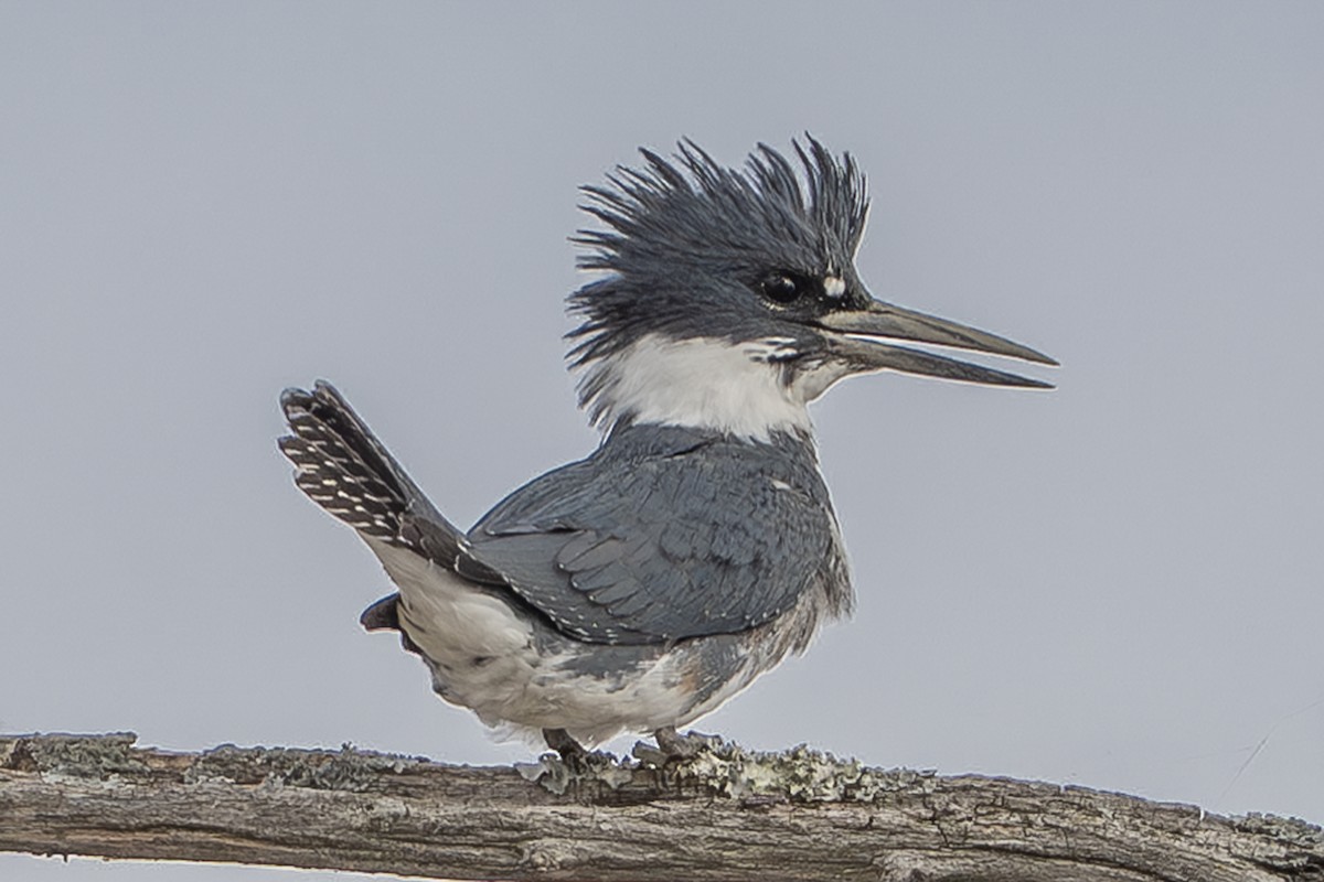 Belted Kingfisher - ML645483125