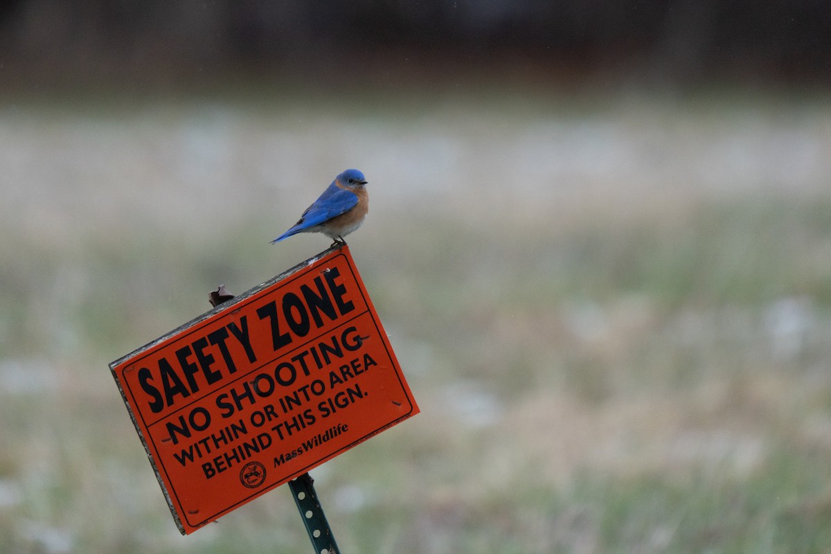 Eastern Bluebird - ML645483127