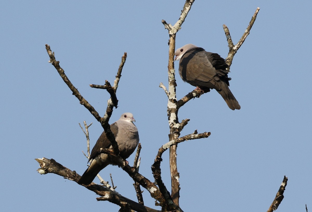 Malabar Imperial-Pigeon - ML645483130