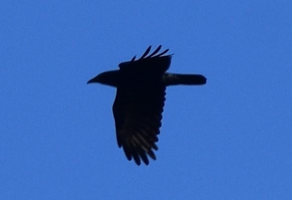 ウオガラス - ML645483136