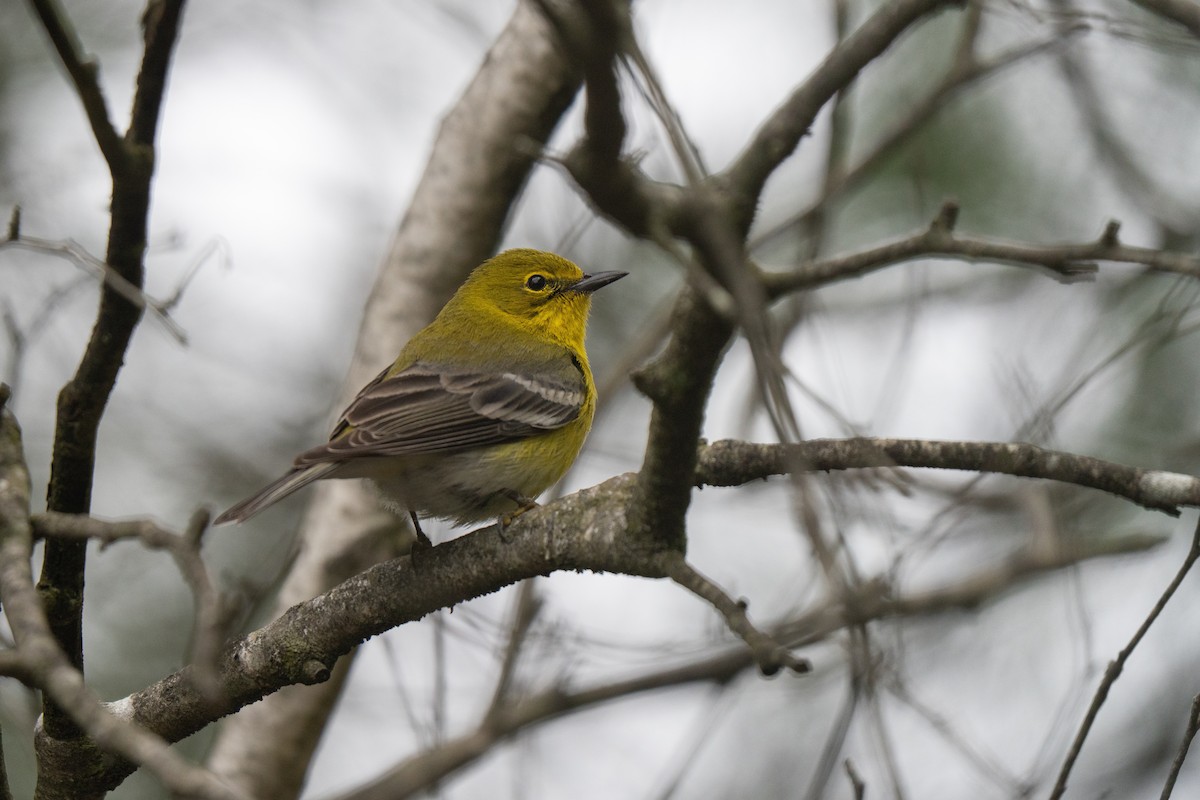 Pine Warbler - ML645483157