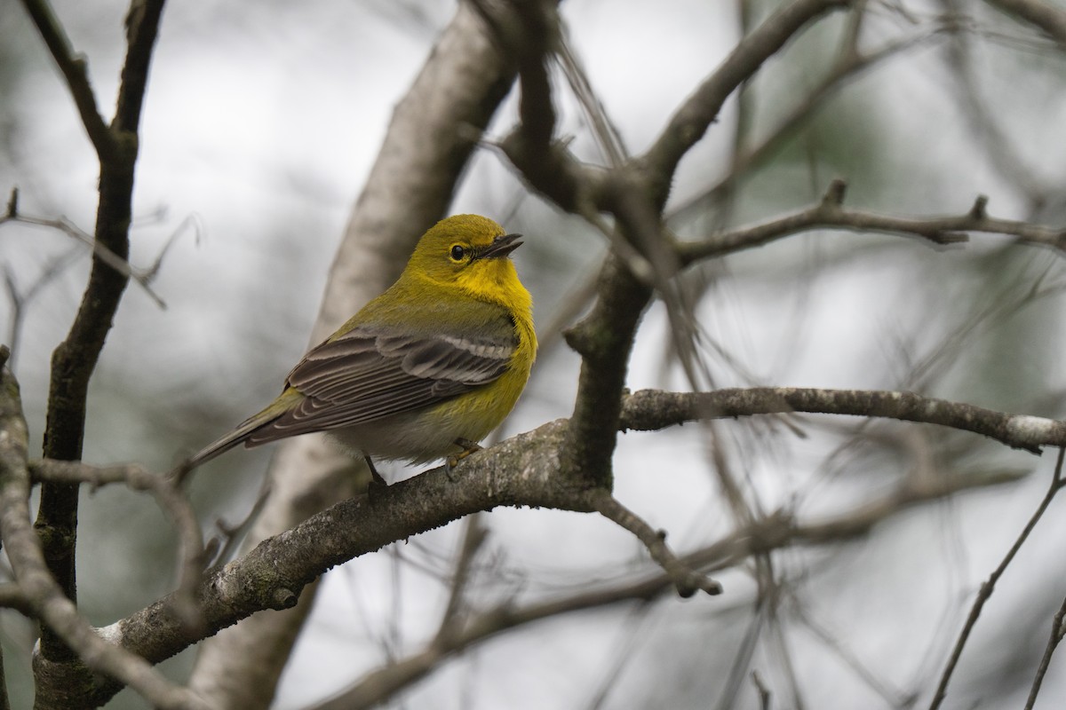Pine Warbler - ML645483159