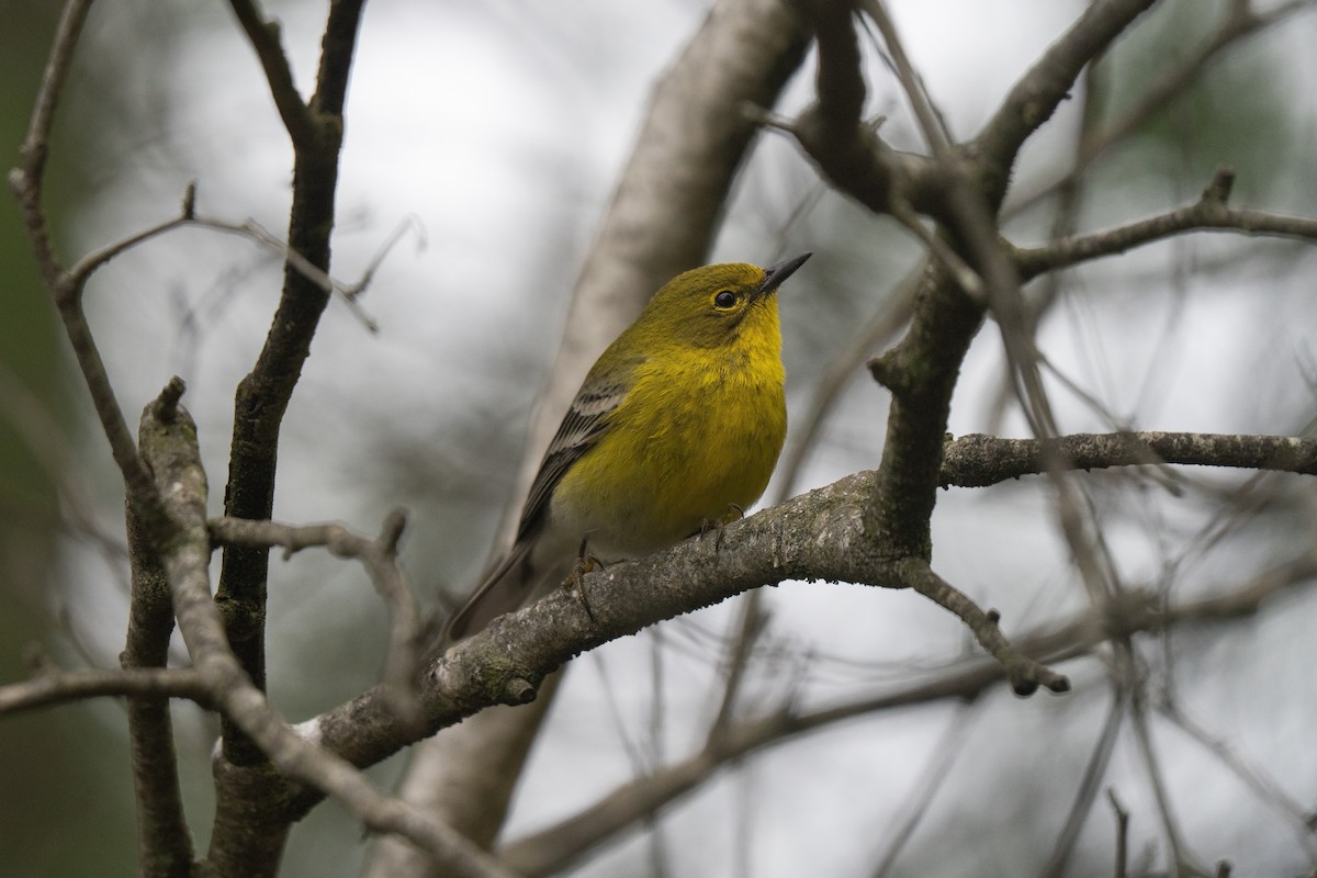 Pine Warbler - ML645483160