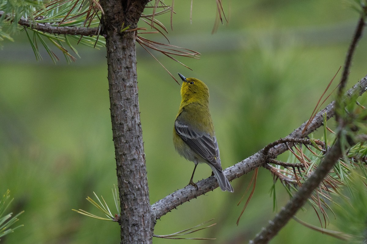 Pine Warbler - ML645483161