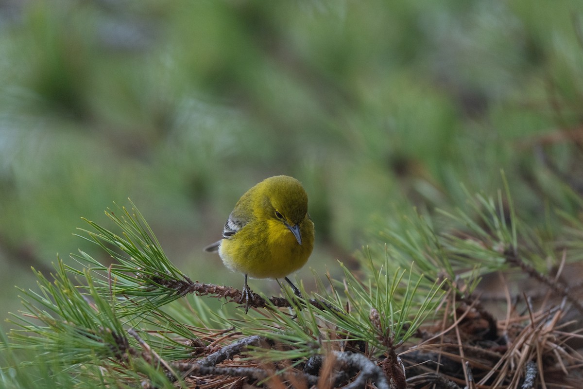 Pine Warbler - ML645483162